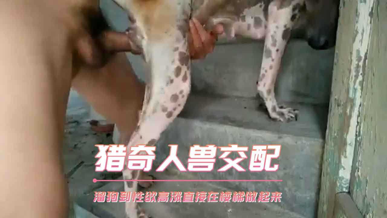 猎奇人兽交配 溜狗到性欲高涨直接在楼梯做起来